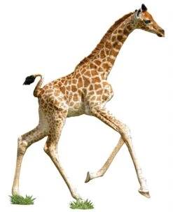 Puzzel I AM Lil' - Giraffe 100 Stukjes